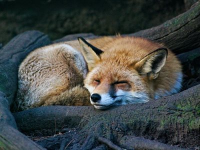 Why not all urban foxes deserve their 'bin-raiding' reputation
