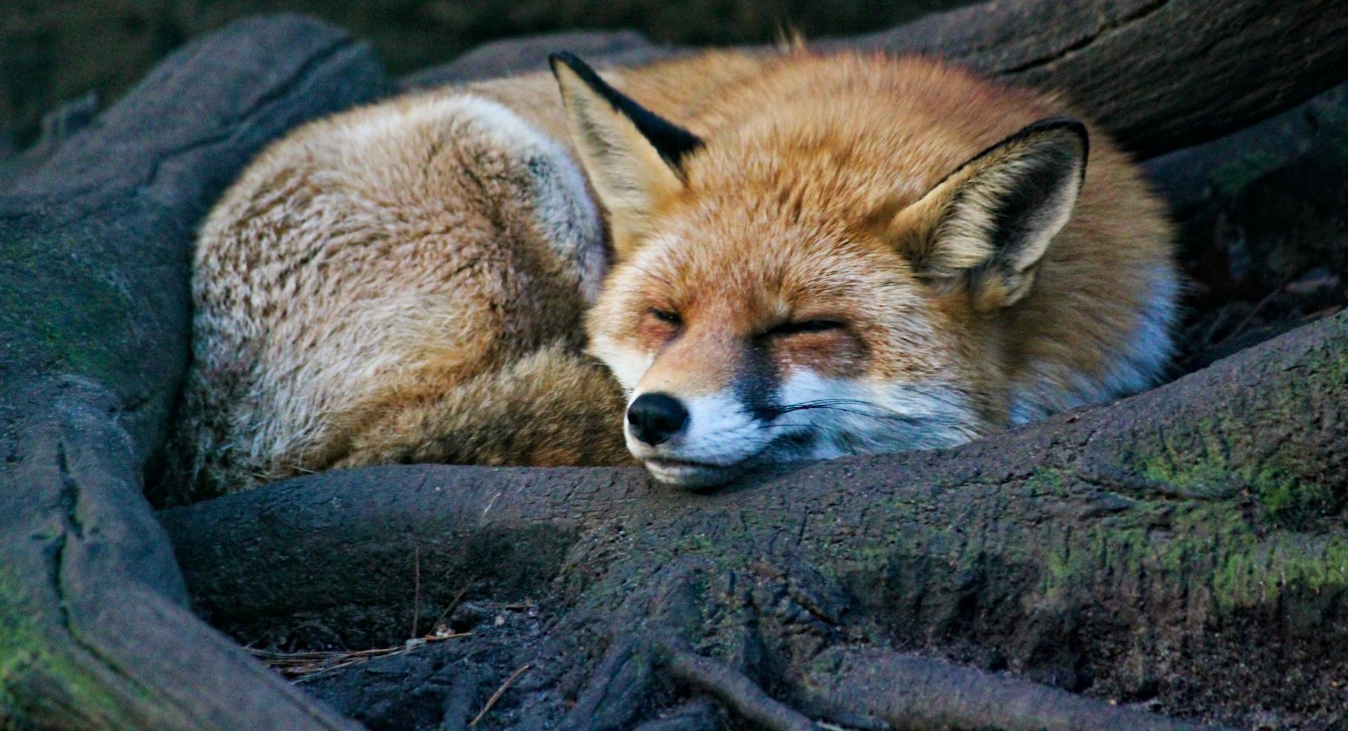 a fox sleeping in tree roots