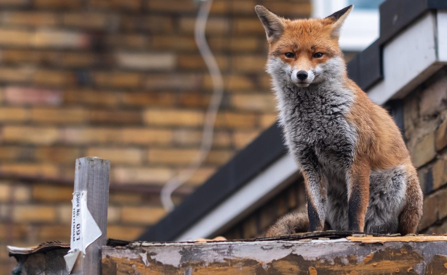 fox on urban roof