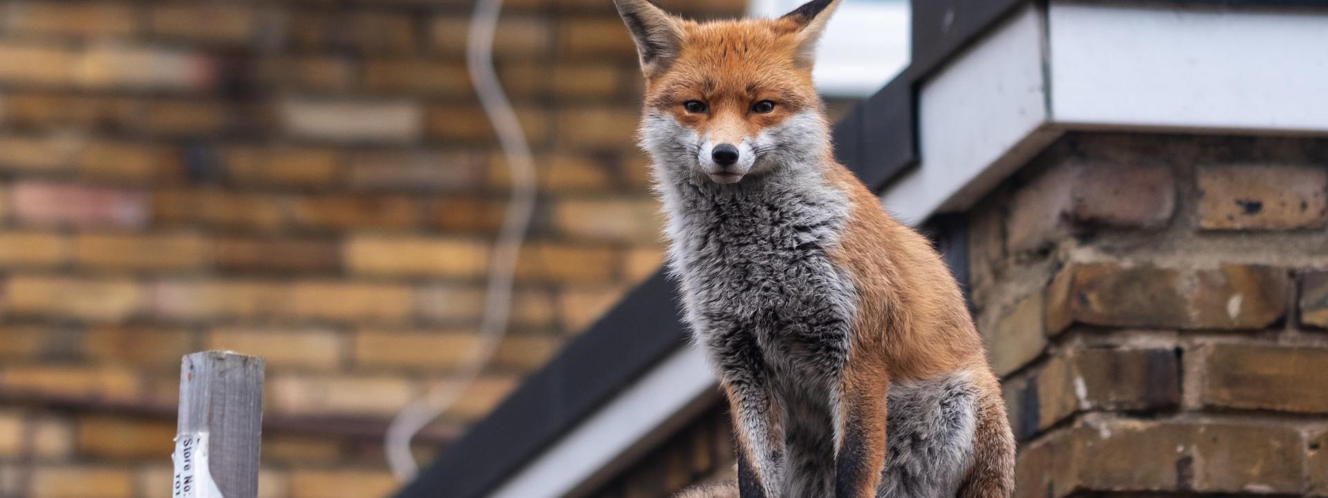 fox on urban roof