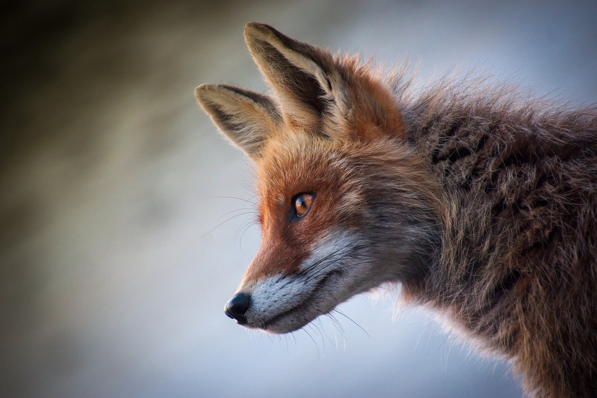 Everyone loves Fantastic Mr Fox – but are foxes as clever as books tell us?  | University of Hull