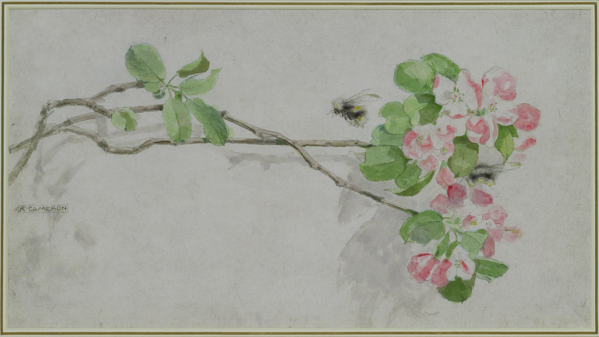 Cameron, Katherine, Apple Blossom and Bees, Unknown. Pencil and watercolour on paper. The Fleming Collection ⒸThe Artist's Estate