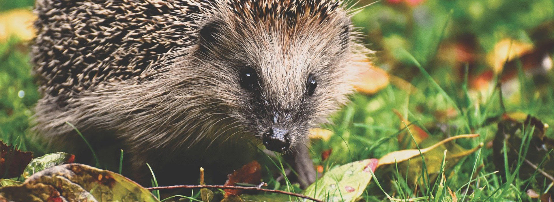 hedgehog in grass