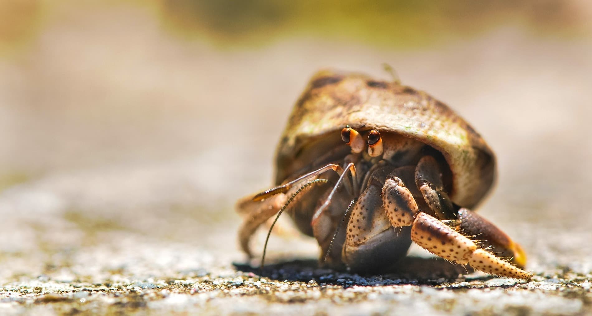 Hermit crabs 