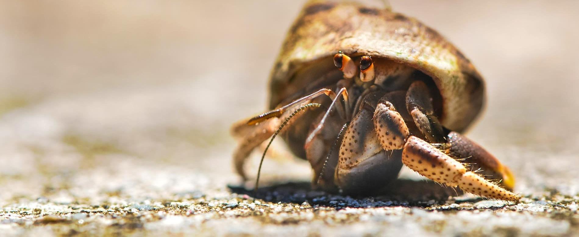 Hermit crab