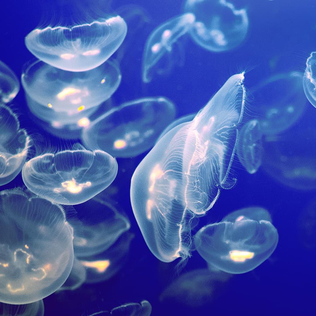Jellyfish
