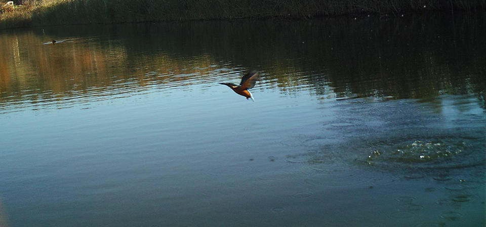 Kingfisher photographed by Geography student Rosie Jacques