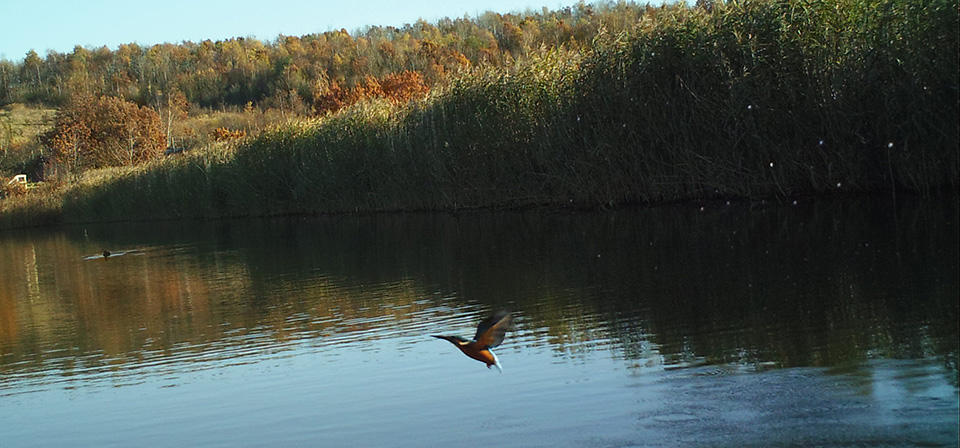 Kingfisher photographed by Geography student Rosie Jacques