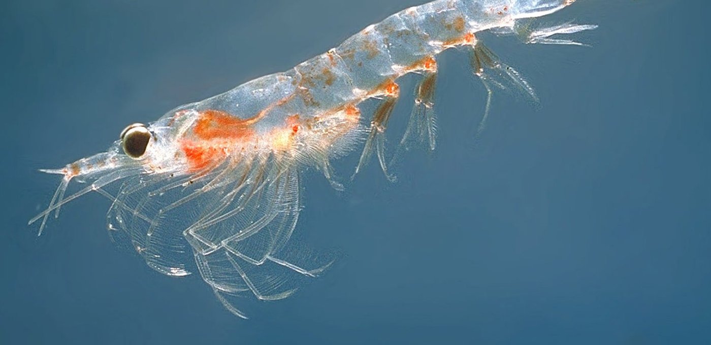 Why declining krill numbers may krill availability on Antarctic