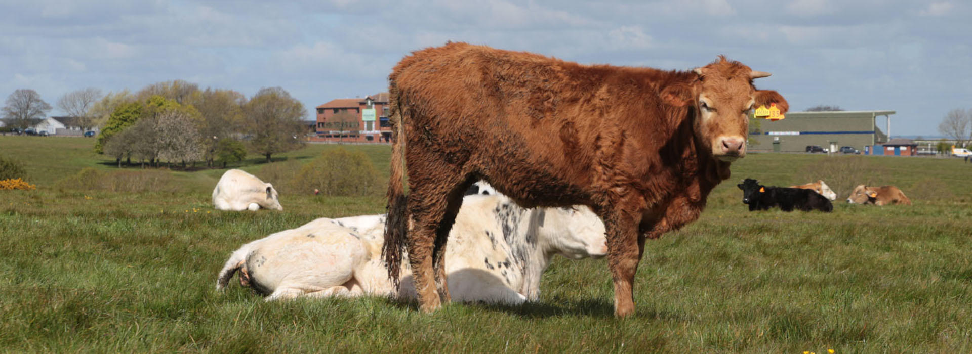 brown cow in field in beverly