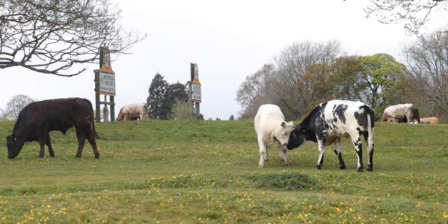 cows on field in beverley