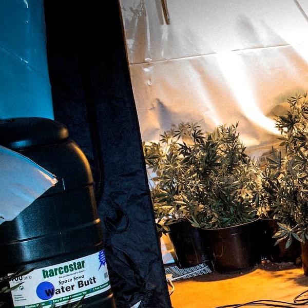 Cannabis factory