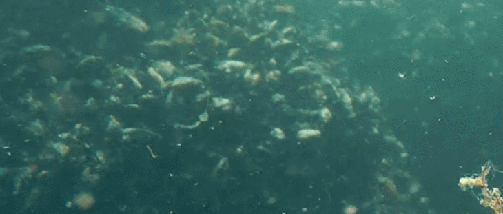 Mussels