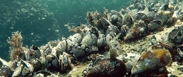 Mussels