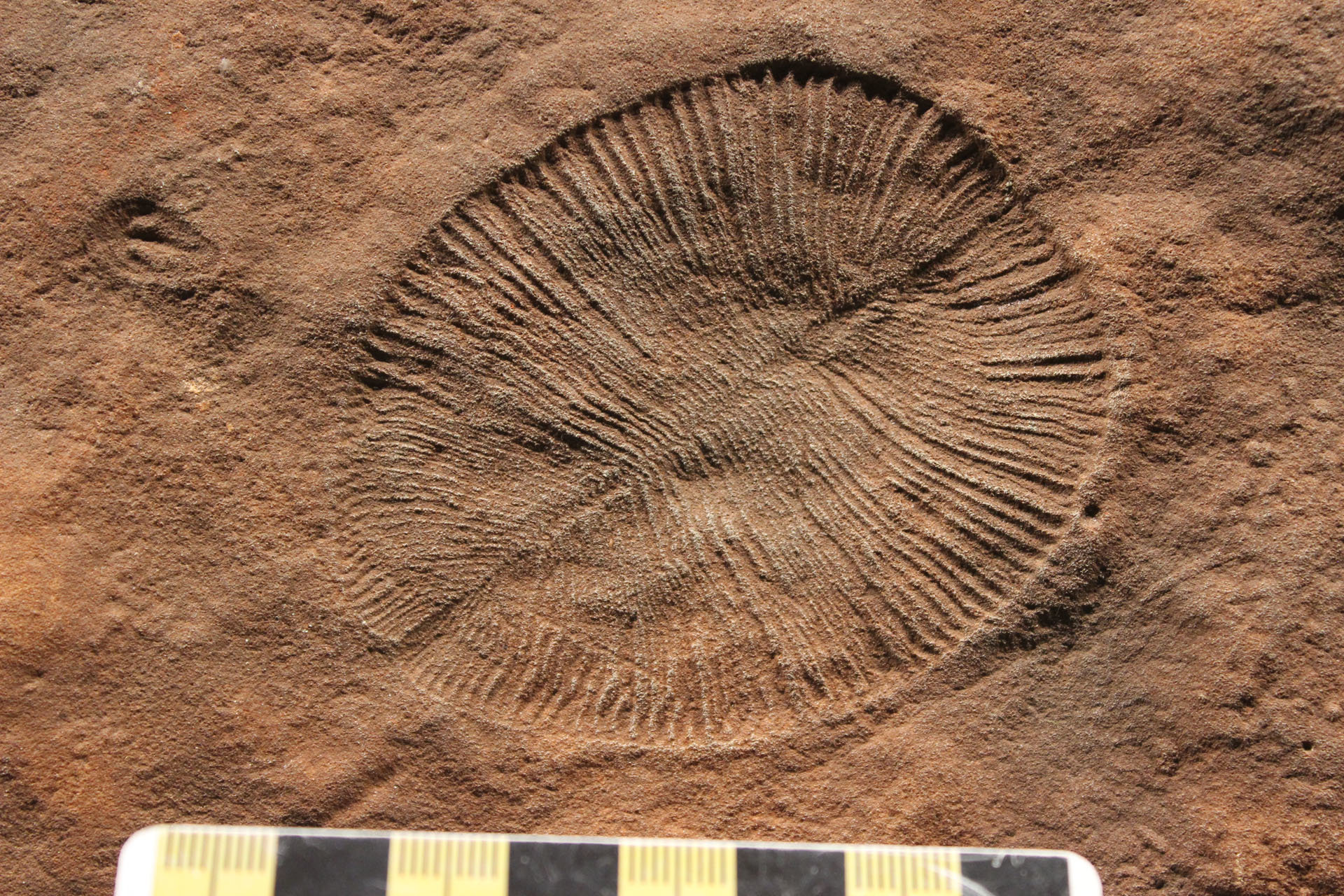 researcher's fossil, found in australia