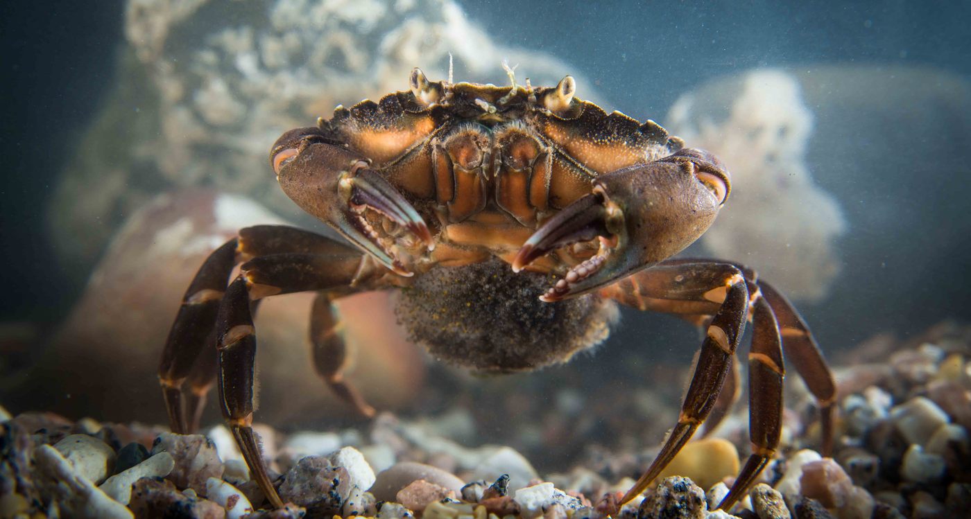 Shore crab