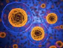 Scientists have created embryo models from stem cells – it could help us better understand infertility and miscarriage