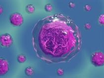 Hull York Medical School Professor is chairing a working group which will provide guidance on research using human stem cell-based embryo models