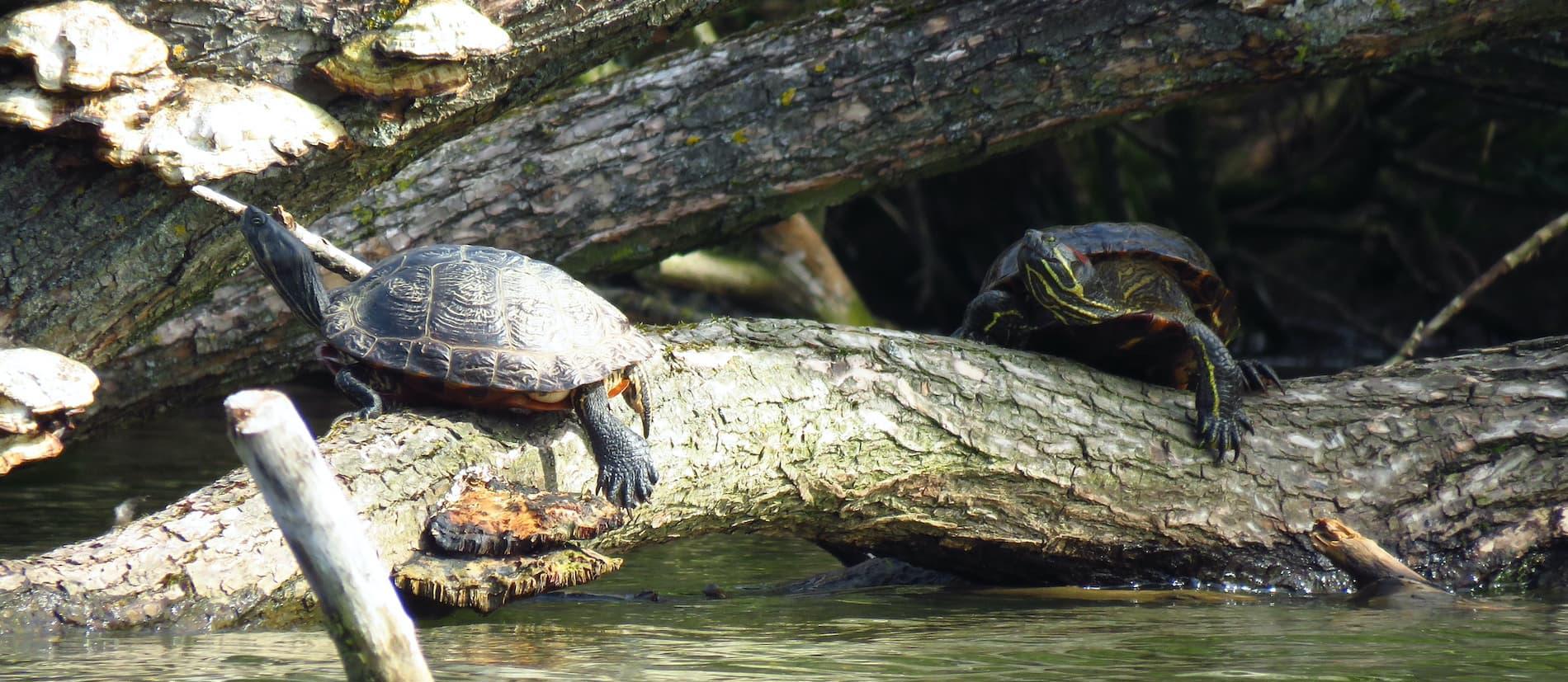 Terrapins at Hull's Pickering Park