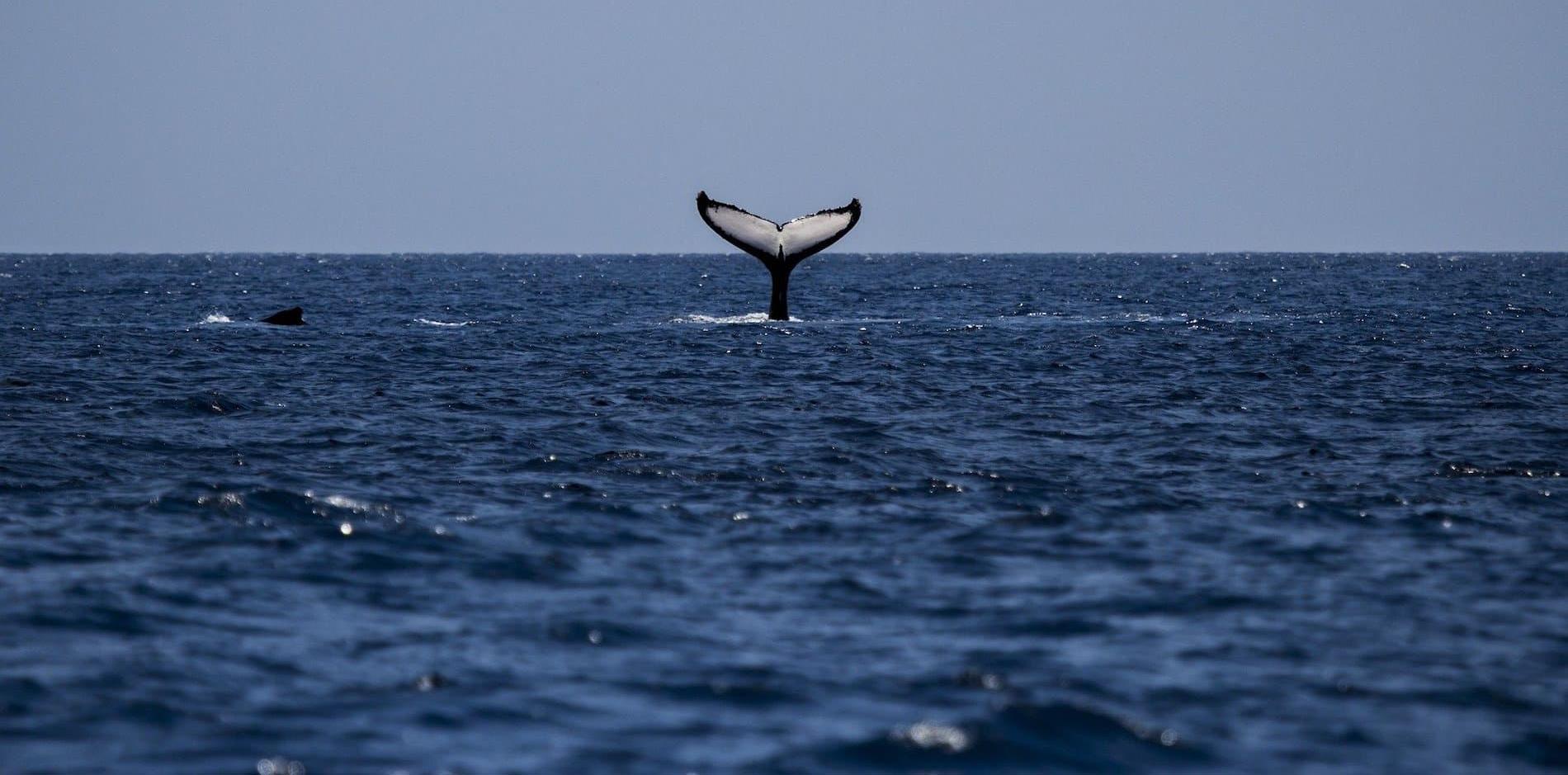 Whale