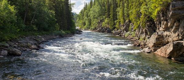 river running through forest