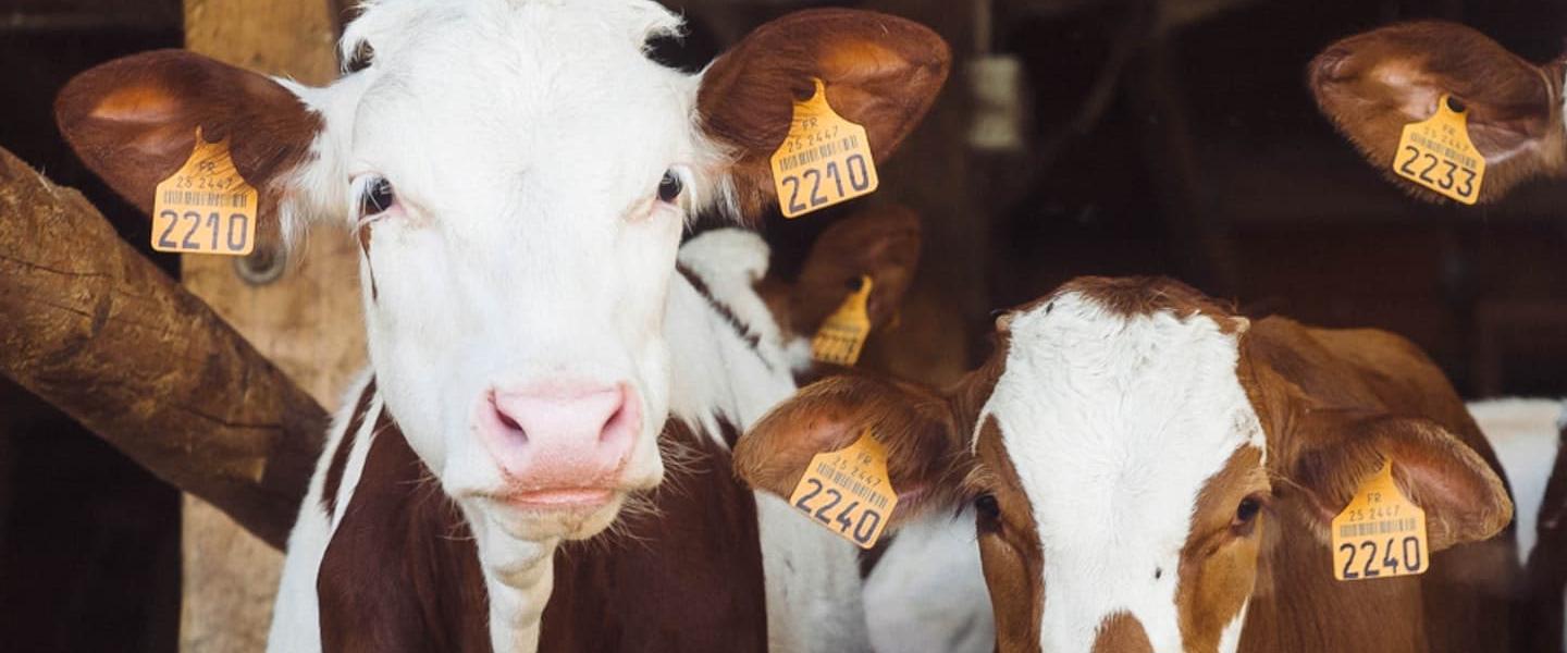 Cows in a barn