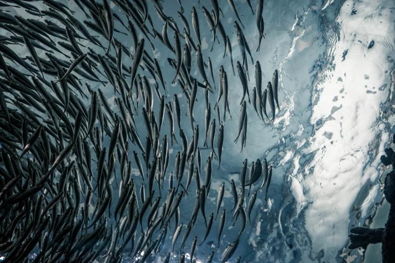 Shoal of fish