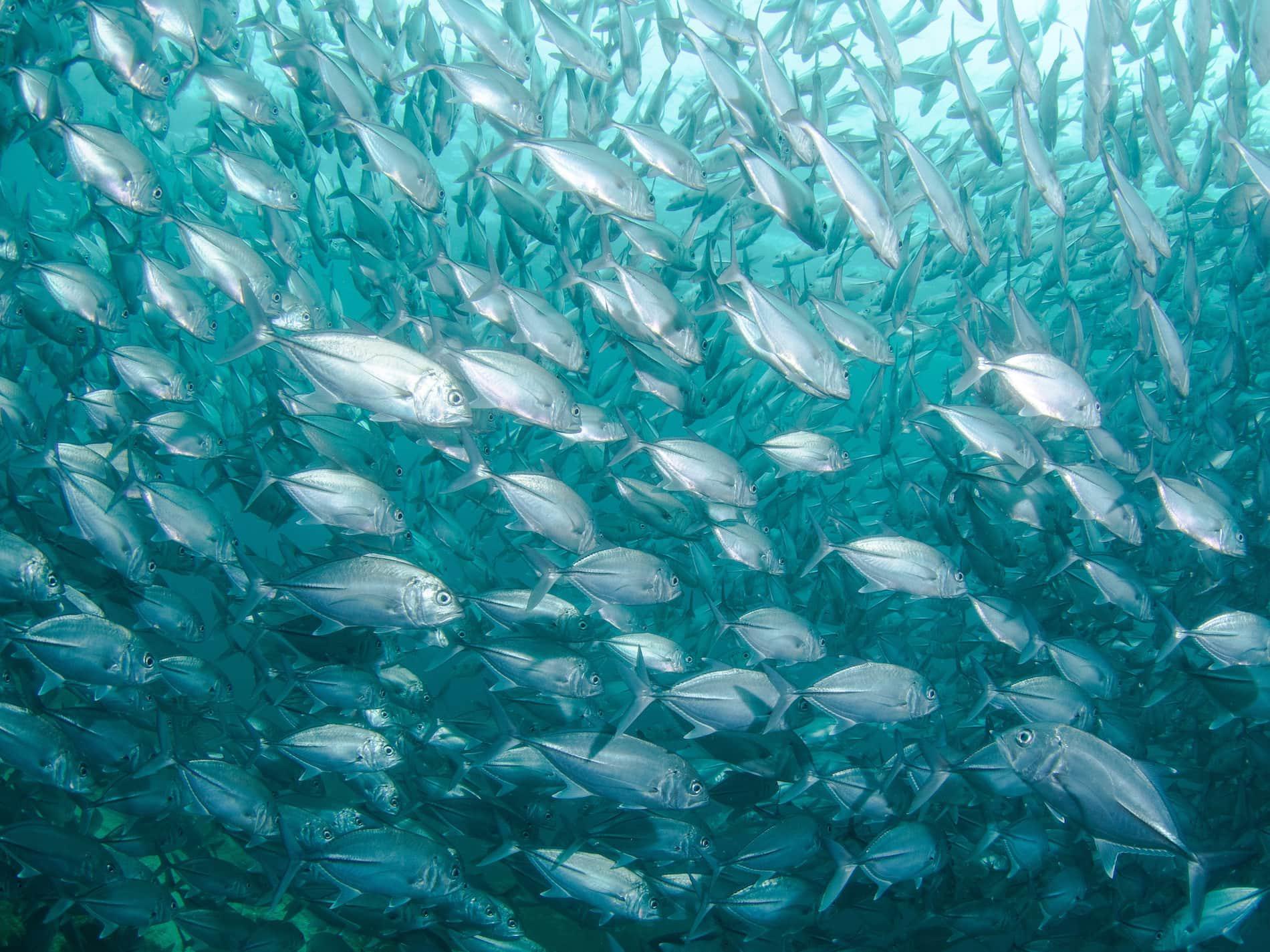 Action needed to avoid risk of extinction for seven species of fish in  Britain, according to University of Hull research