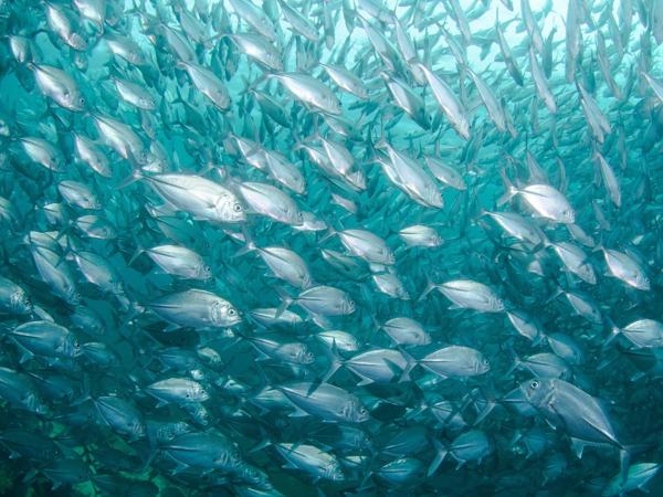 Shoal of fish