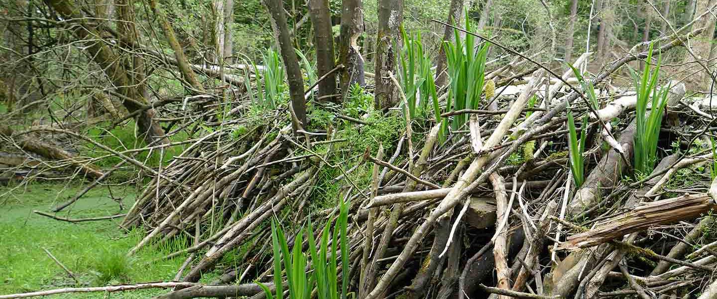 beaver dam across river
