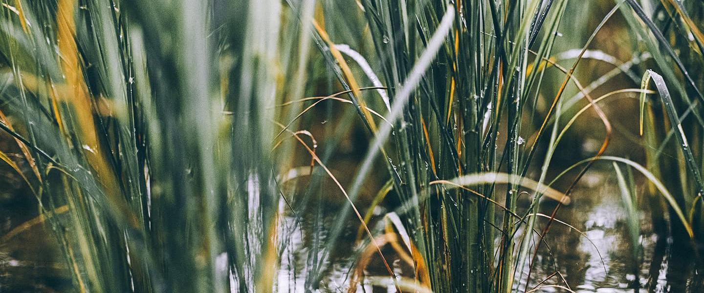Rice fields