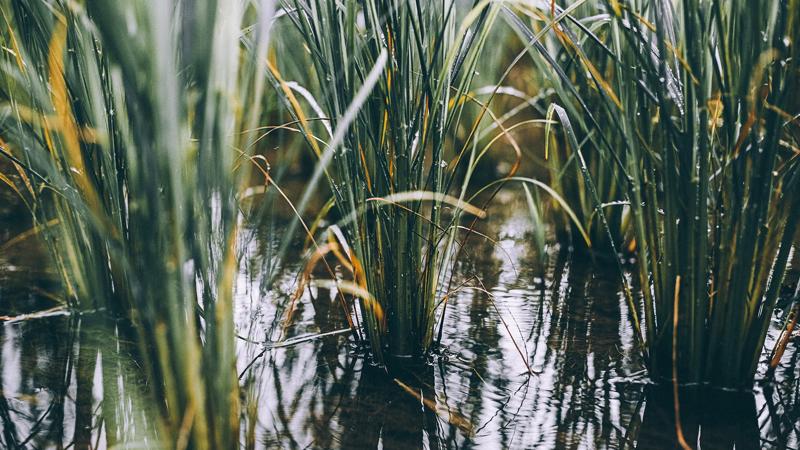 Rice fields