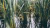 Rice fields