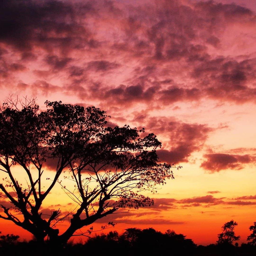 Tree at dusk