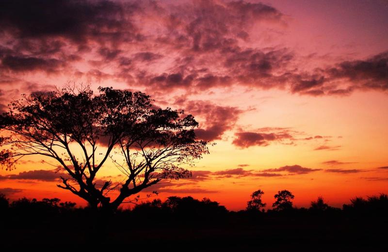 Tree at dusk