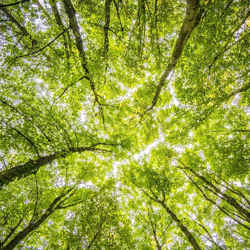 Forest_green