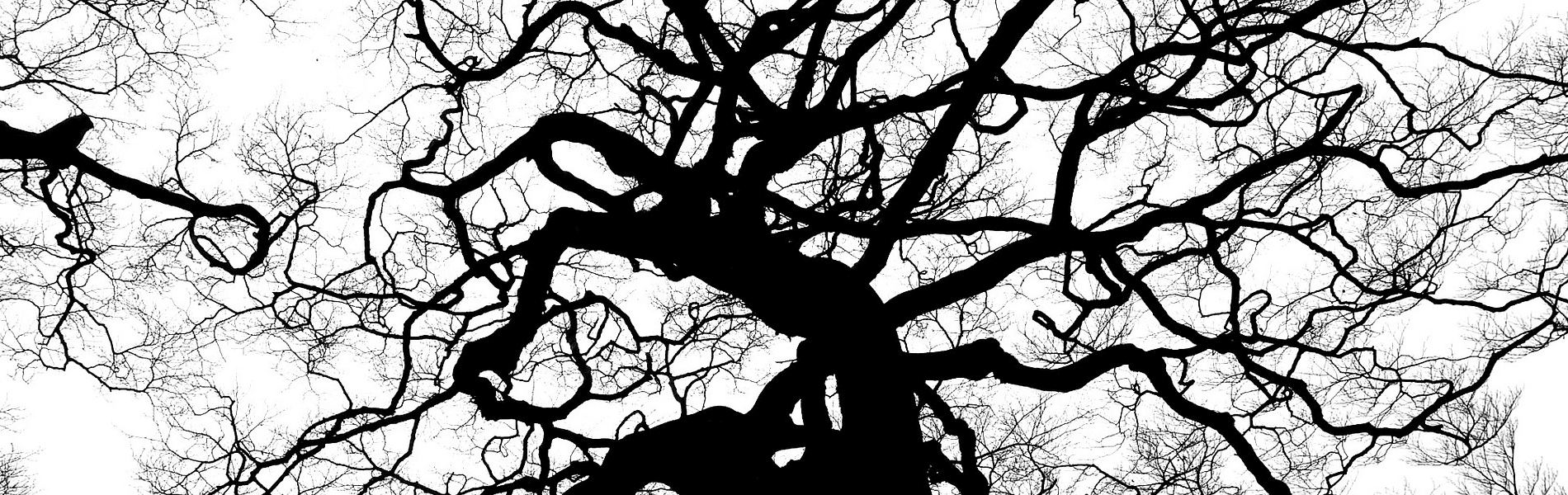 Tree silhouette